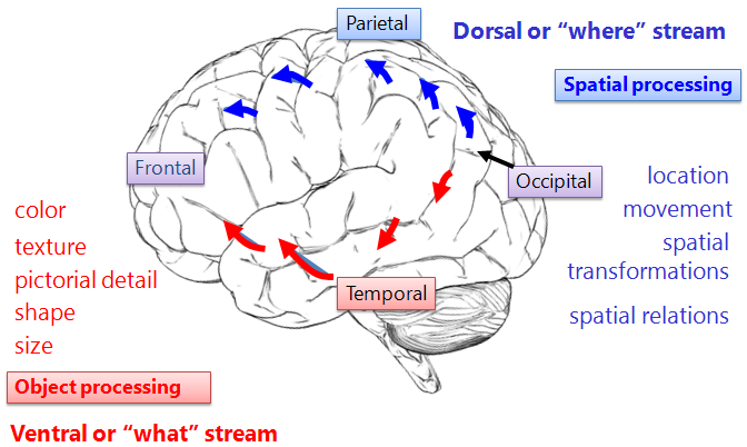 Dissociation  between object & spatial systems in the brain