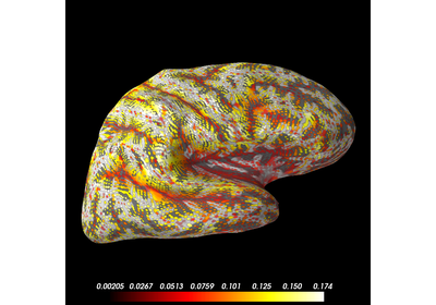 ../_images/sphx_glr_plot_source_space_morphing_thumb.png